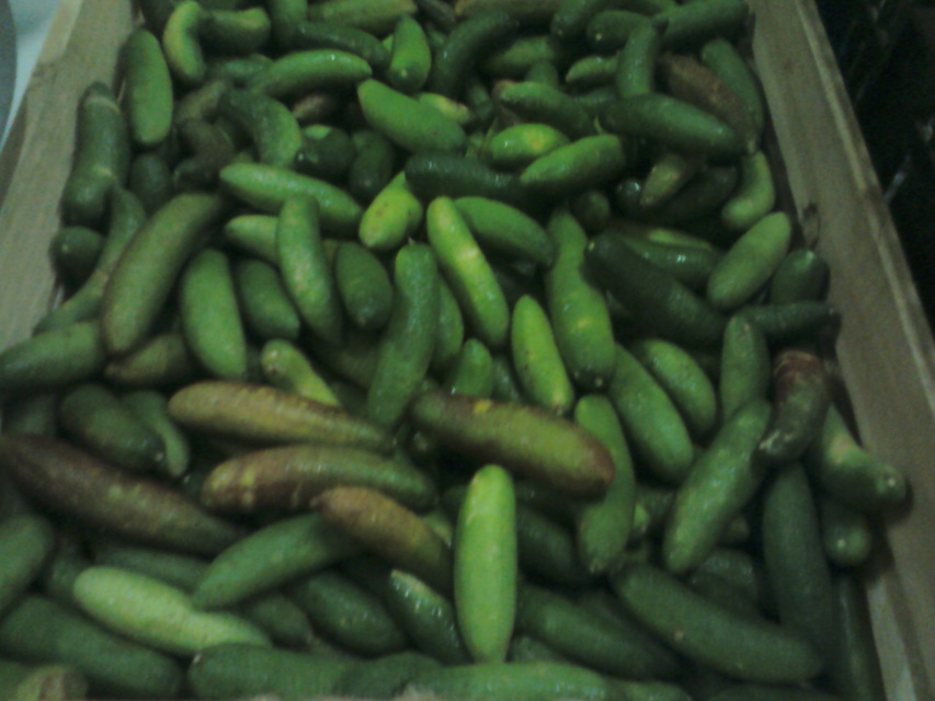 FROZEN PRODUCE Wholesale Bulk Orders